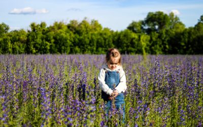 Sve o eteričnom ulju lavande