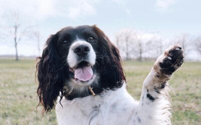 Prirodno njegovane pseće šapice